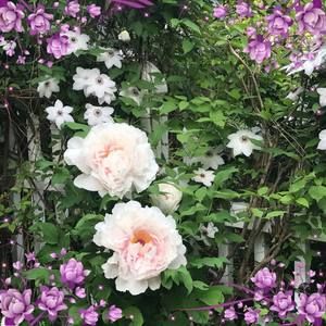 Meet your Posher, Willa